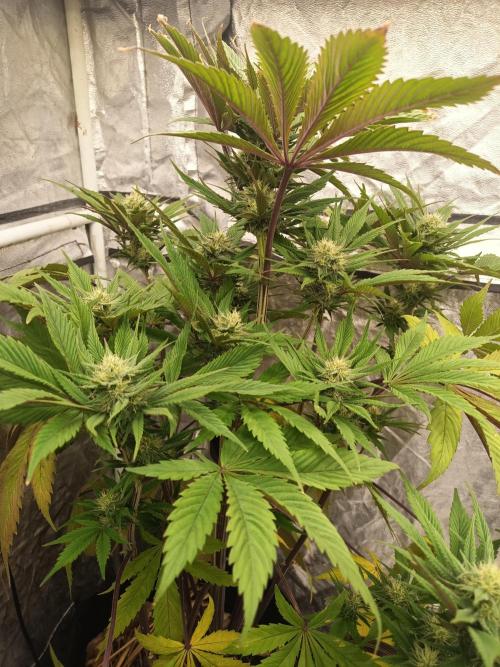 Gorilla Z. Week 7