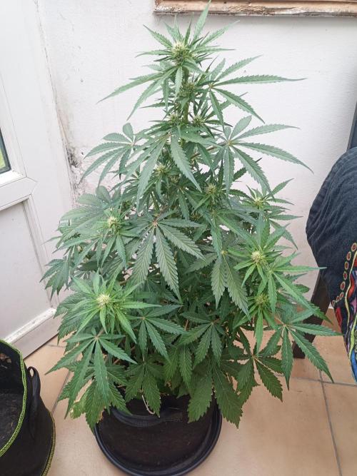 Gorilla Z. Week 7