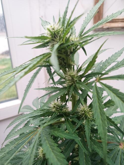 Gorilla Z. Week 7