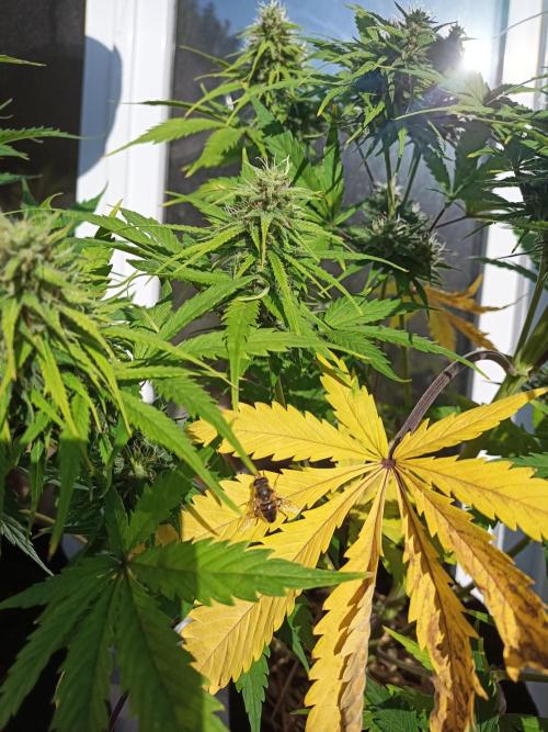 Gorilla Z. Week 7