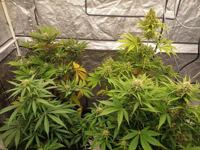 Gorilla Z. Week 7
