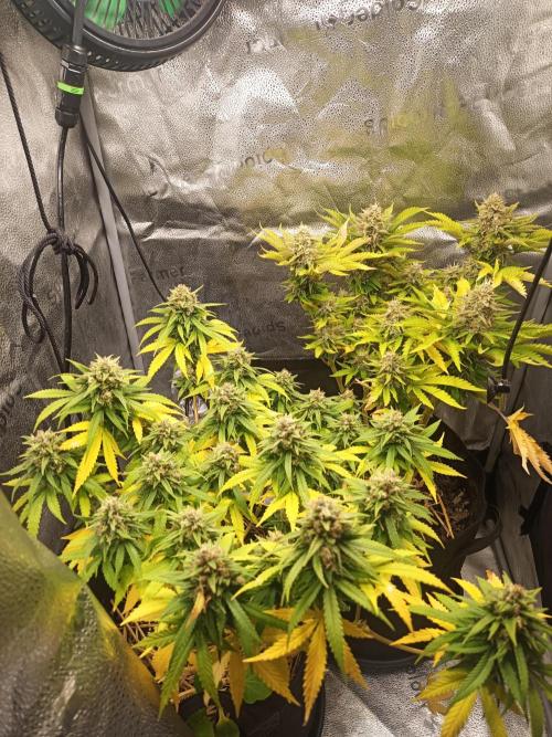 Advanced Seed (gelato#33, Zkittlez, FFC). Week 14