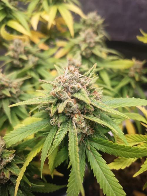 Advanced Seed (gelato#33, Zkittlez, FFC). Week 15