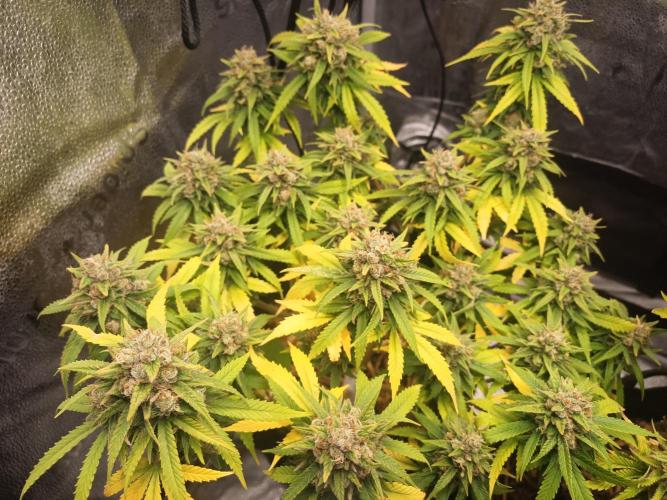 Advanced Seed (gelato#33, Zkittlez, FFC). Week 15