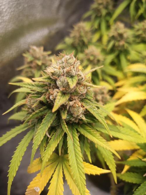 Advanced Seed (gelato#33, Zkittlez, FFC). Week 15