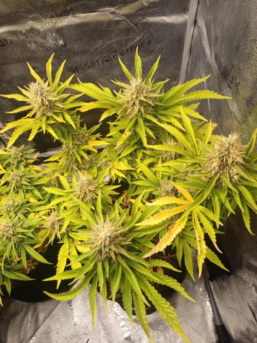 Advanced Seed (gelato#33, Zkittlez, FFC). Week 15