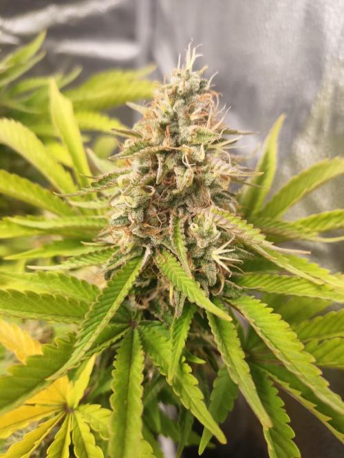 Advanced Seed (gelato#33, Zkittlez, FFC). Week 15