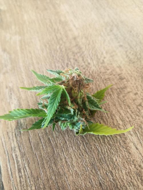 Advanced Seed (gelato#33, Zkittlez, FFC). Week 15
