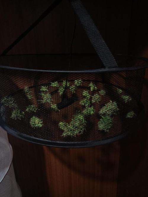 Advanced Seed (gelato#33, Zkittlez, FFC). Week 15