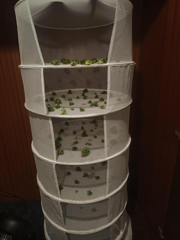Advanced Seed (gelato#33, Zkittlez, FFC). Week 16