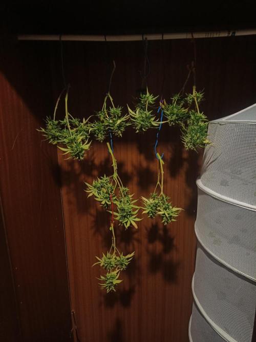 Advanced Seed (gelato#33, Zkittlez, FFC). Week 16