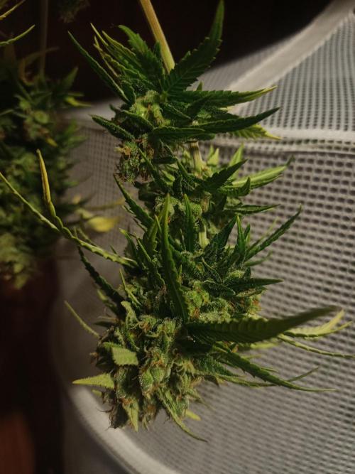 Advanced Seed (gelato#33, Zkittlez, FFC). Week 16
