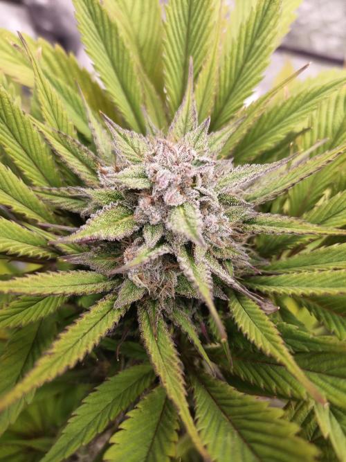 Gorilla Z. Week 8