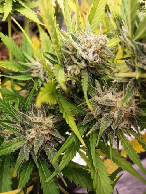 Gorilla Z. Week 8