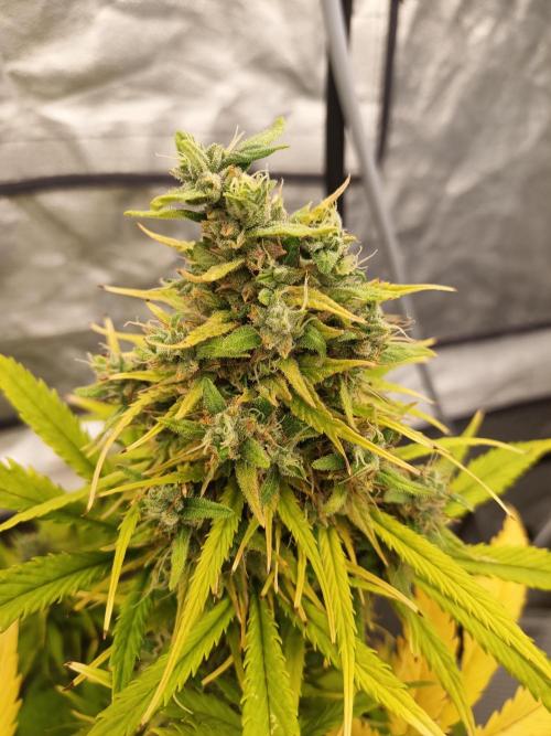 Gorilla Z Auto. Week 8