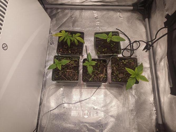 Advanced Seed (gelato#33, Zkittlez, FFC). Week 0 - 28/01/26