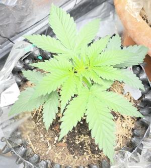 Comment by Gianluca photo #1