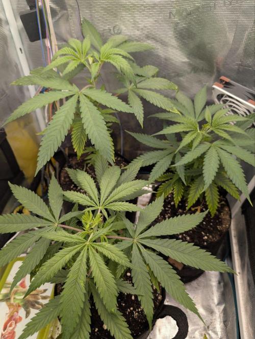 Super Lemon Haze. Week 3