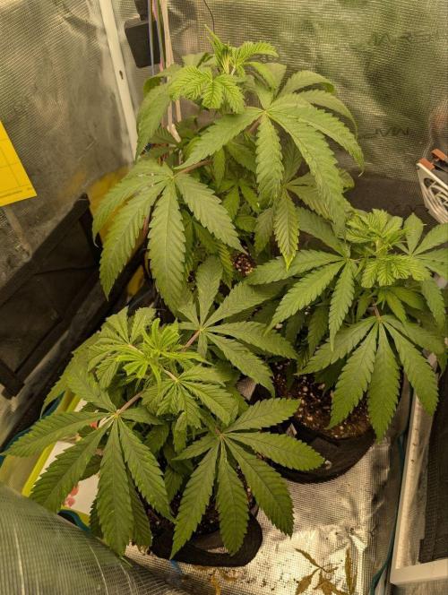 Super Lemon Haze. Week 3