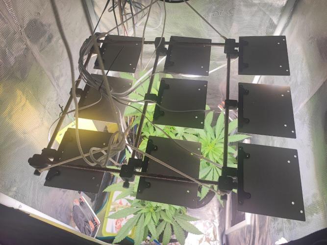 Super Lemon Haze. Week 0 - light setup