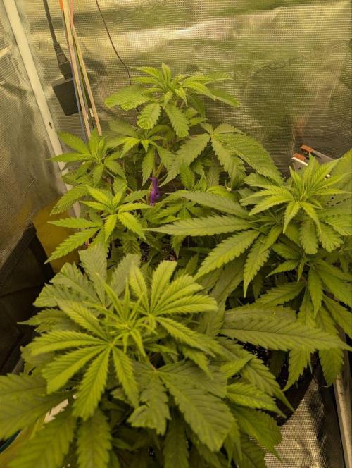 Super Lemon Haze. Week 3