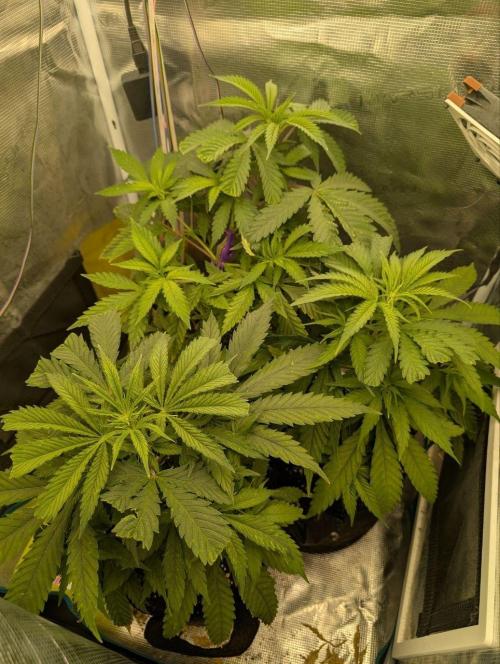 Super Lemon Haze. Week 4