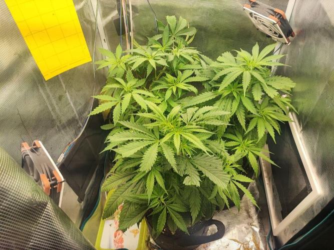 Super Lemon Haze. Week 4