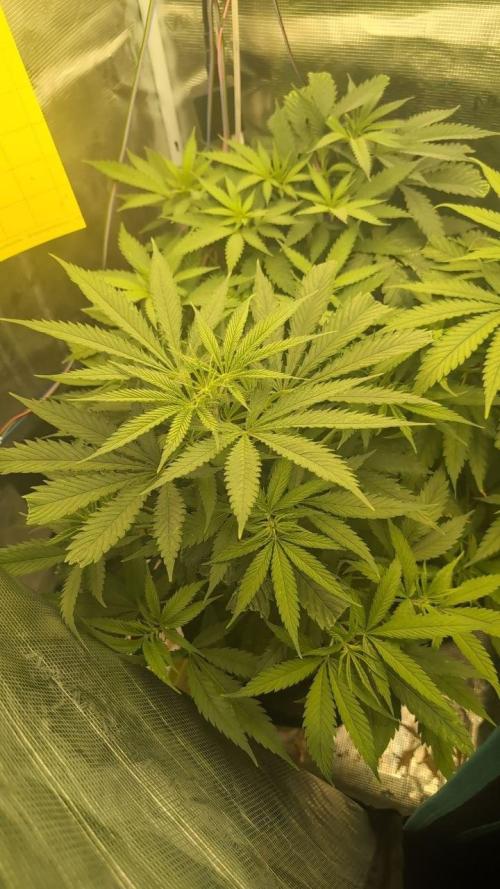 Super Lemon Haze. Week 4