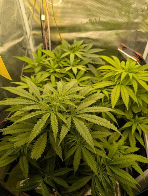 Super Lemon Haze. Week 5