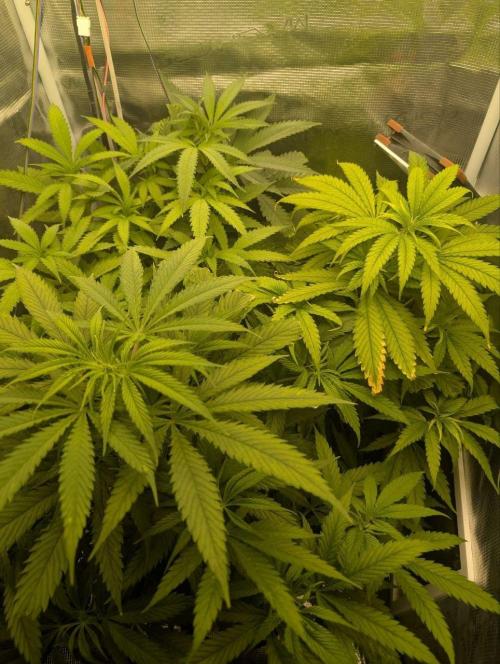 Super Lemon Haze. Week 5