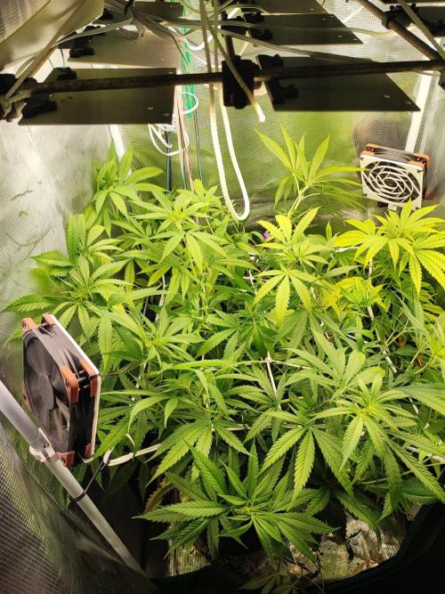 Super Lemon Haze. Week 7
