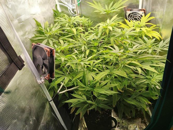 Super Lemon Haze. Week 7