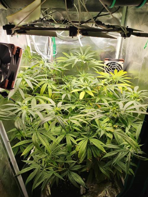 Super Lemon Haze. Week 8 - 20/04