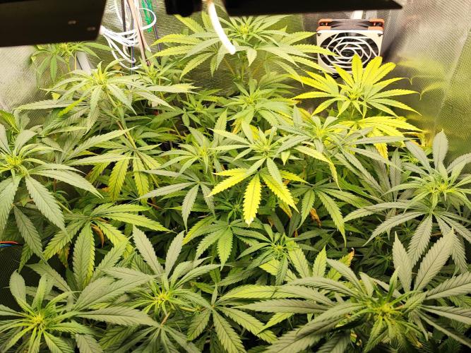 Super Lemon Haze. Week 8 - 20/04
