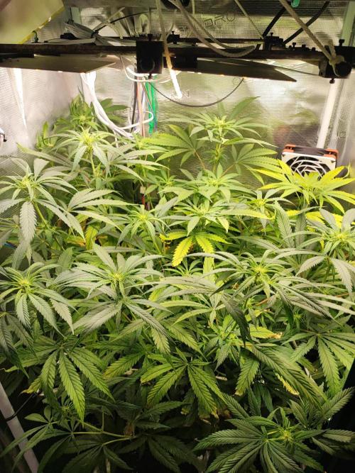 Super Lemon Haze. Week 8 - 22/04