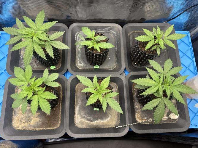 maart 2026. Week 3