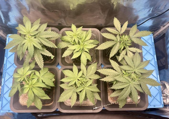 maart 2026. Week 4