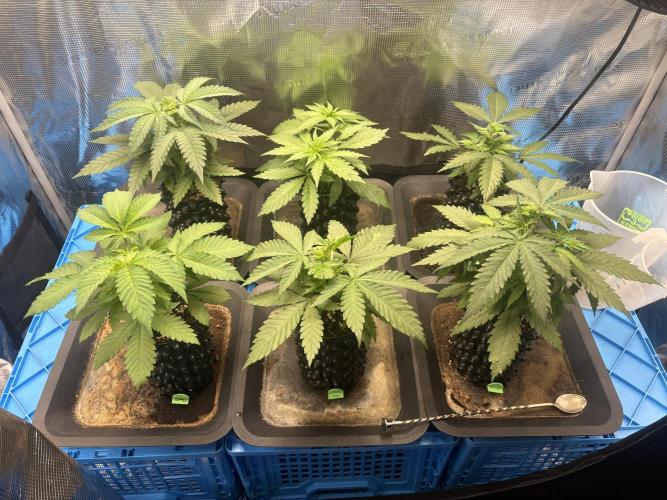 maart 2026. Week 4