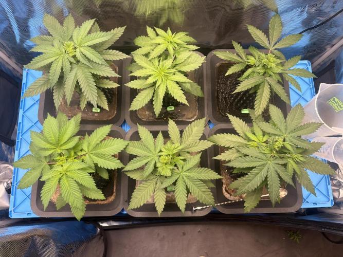 maart 2026. Week 4