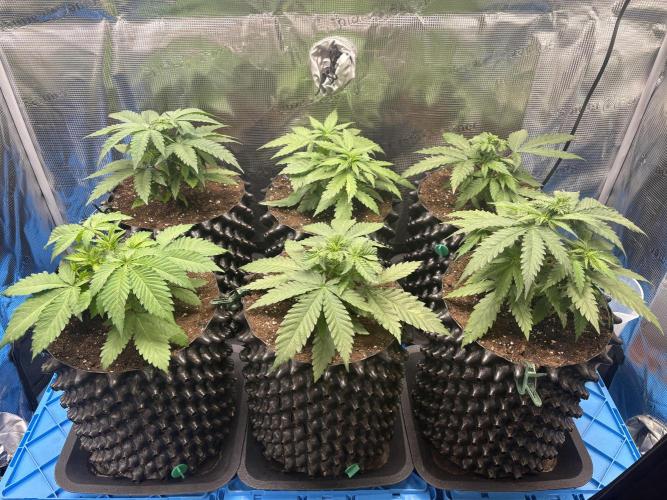 maart 2026. Week 4