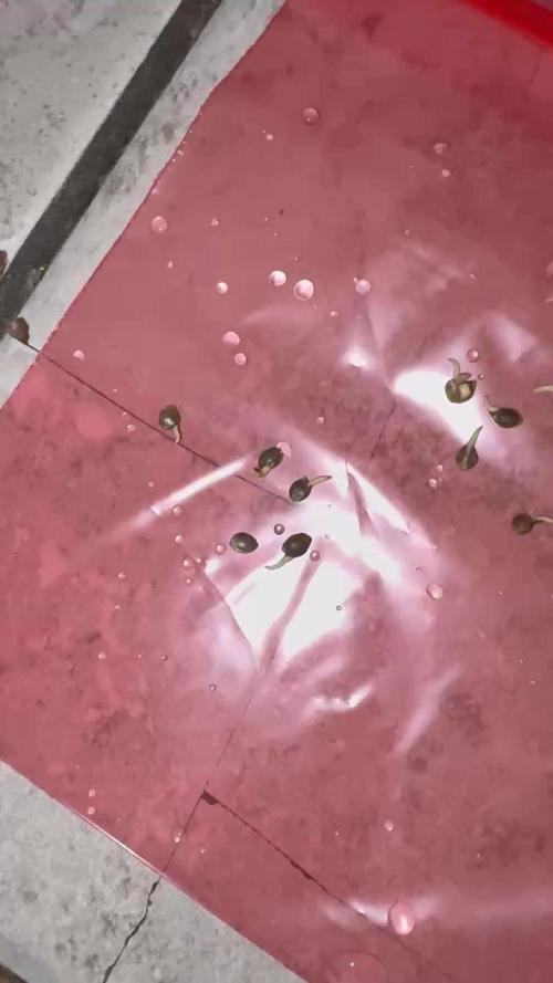 White Runtz Indoor Grow