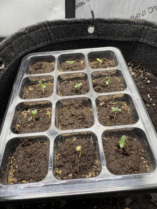 White Runtz Indoor Grow. Week 1 - Day#1 (Sprout) {02/15/26}