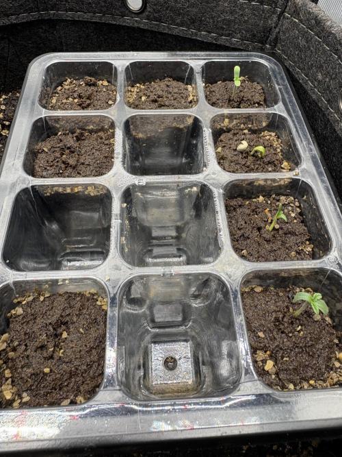 White Runtz Indoor Grow. Week 1 - Day#1 (Sprout)