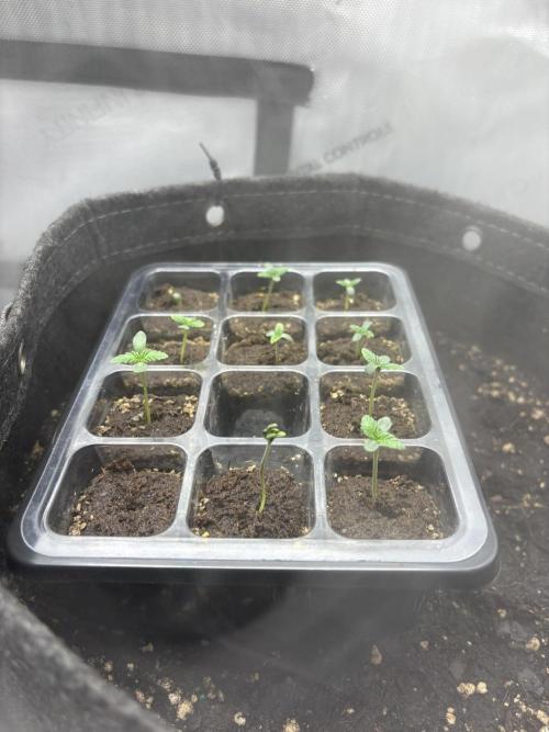 White Runtz Indoor Grow. Week 1 - Day#3