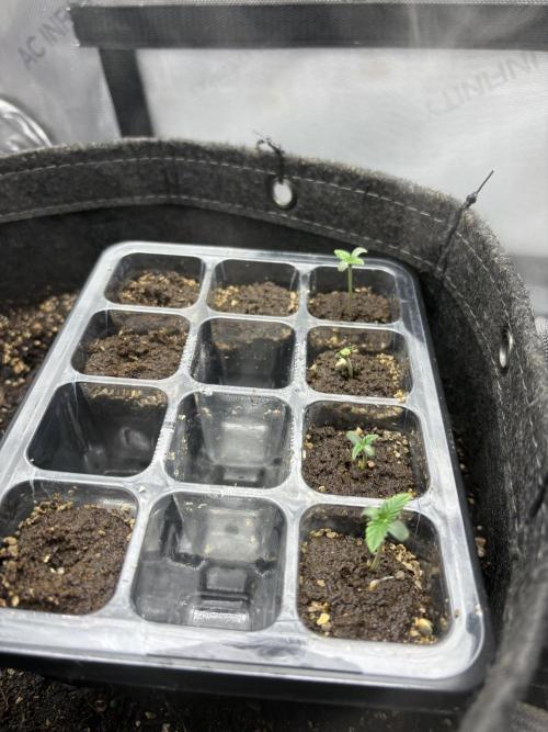 White Runtz Indoor Grow. Week 1 - Day#3