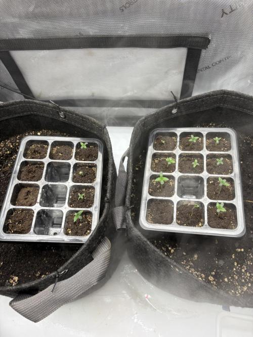 White Runtz Indoor Grow. Week 1 - Day#3