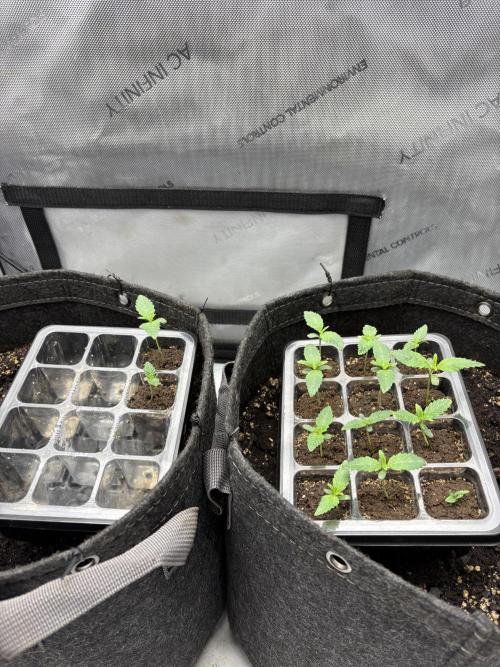 White Runtz Indoor Grow. Week 1 - Day#7