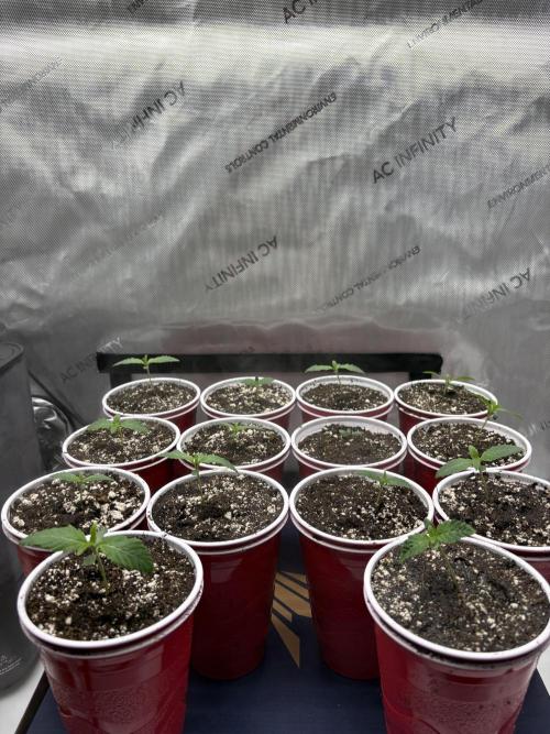 White Runtz Indoor Grow. Week 1 - Day#7 (Transplant)
