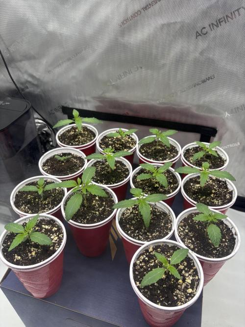 White Runtz Indoor Grow. Week 2 - Day#9