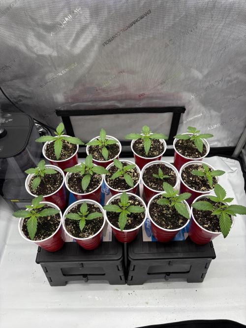 White Runtz Indoor Grow. Week 2 - Day#10